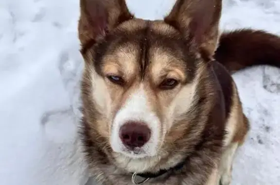 Найдена собака, Арсеньев, фото: Найдена собака, Арсеньев, Приморский край - помесь хаски, один глаз голубой, другой карий