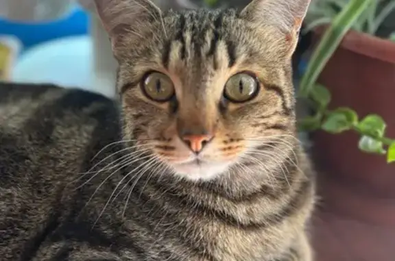 Пропал кот, улица Свободы, 135, городской округ Новочеркасск - похож на бенгала - photo