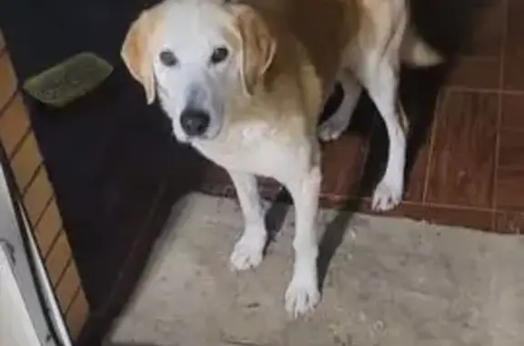 Найдена собака, Полково, фото: Найдена собака, Колхозная улица, 35, Полково - палевый окрас, добрая