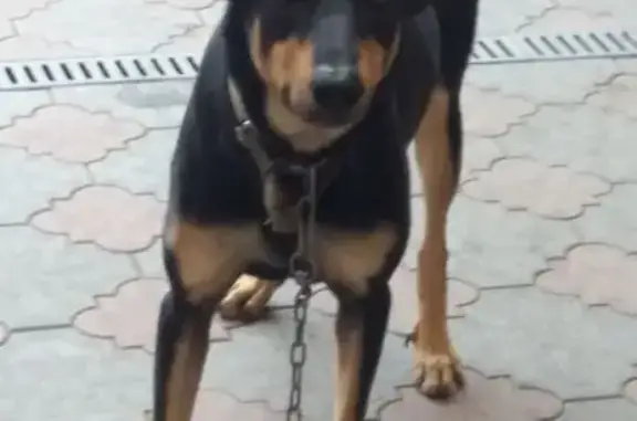 Пропал собака, 11-й переулок, городской округ Таганрог - серо черный, отзывается на кличку Барик - photo