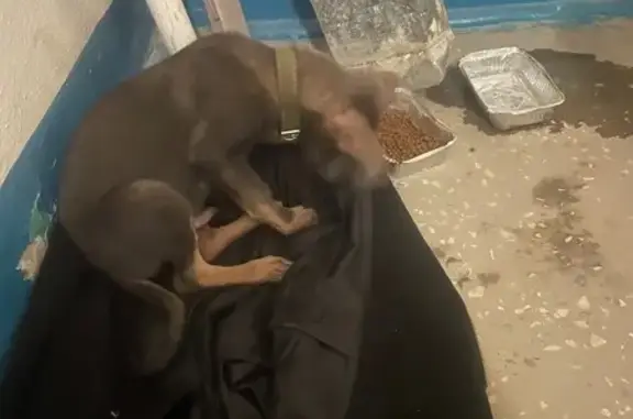 Найден собака, улица 8-й Воздушной Армии, 19, Волгоград - добрый маленький серый щеночек - photo