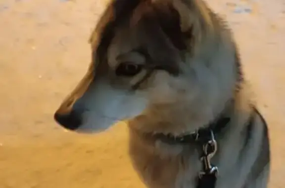 Найдена собака, Каменск-Уральский, фото: Найдена собака, Алюминиевая улица, 9, Каменск-Уральский - молодая лайка с зелёным ошейником