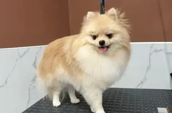 Пропал собака, Западносибирская улица, 28, Тюмень - персиковый, убежал - photo