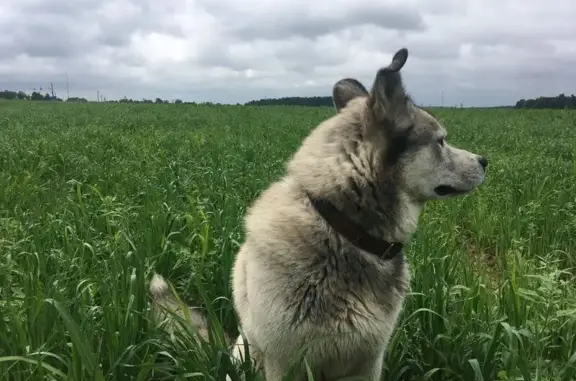 Пропал собака, улица Октябрьской Революции, 349, Коломна - серый хаски, 8 лет - photo