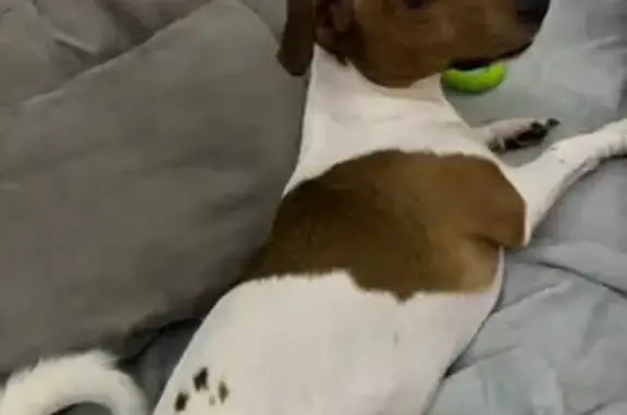 Пропал собака, мужской, 5, Егорьевск - бело-рыжий окрас - photo