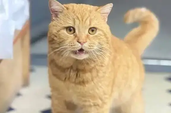 Найдена кошка, Набережные Челны, фото: Найдена кошка, улица Лермонтова, 10А, Набережные Челны - мужской пол