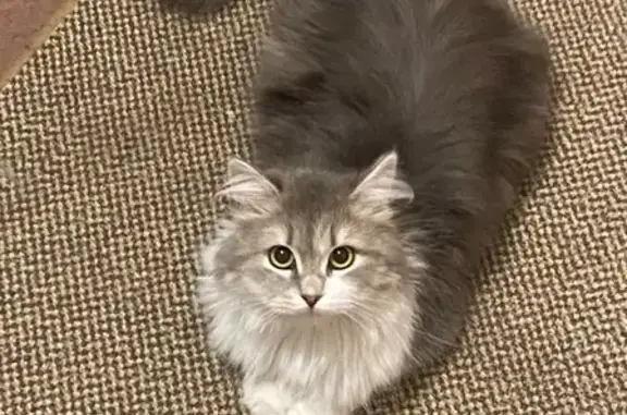 Пропала кошка, Партизанская улица, 56, Славянск-на-Кубани - рана на правом ухе - photo