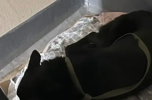 Найдена собака, Киров, фото: Найдена собака, Ульяновская улица, 21 к1, Киров - без ошейника, есть поводок