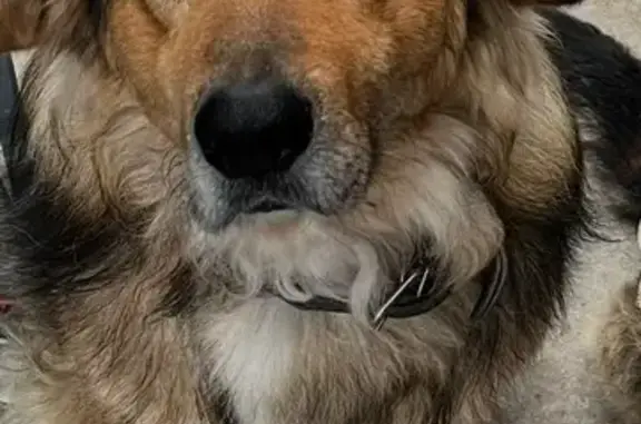 Пропала собака, хутор Казачий, Моховички - добрый и спокойный мальчик - photo