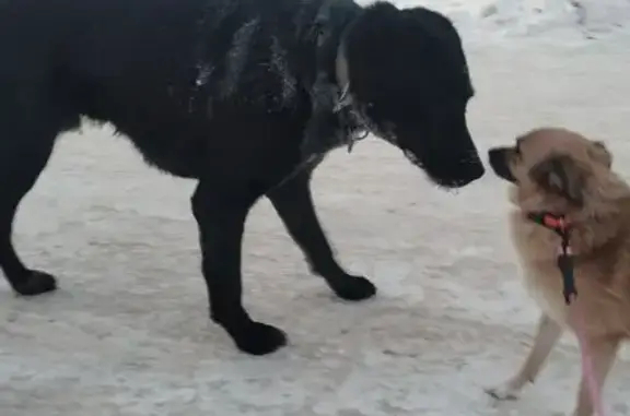 Найденные животные Ногинск, фото: Найден собака, улица Дмитрия Михайлова, Ногинск - чёрный молодой кобель с ошейником