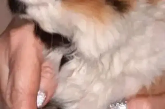 Найдена кошка, Ростов-на-Дону, фото: Найдена кошка, Ставропольский переулок, Ростов-на-Дону - молодая и ласковая