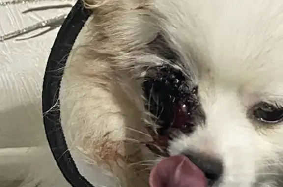 Найдена собака, Великий Новгород, фото: Найдена собака, улица Советской Армии, Великий Новгород - шпиц, повреждён глаз