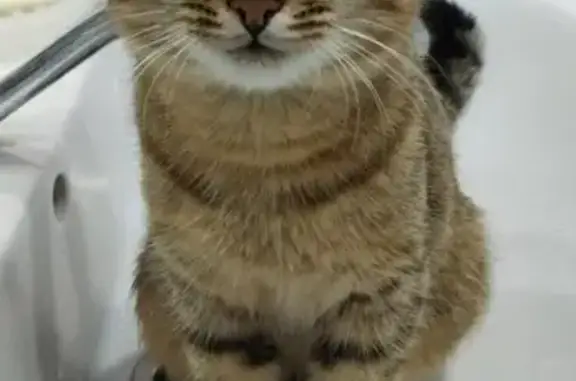 Пропал кот, улица Николая Чирвы, Дюртюли - тигровый окрас - photo