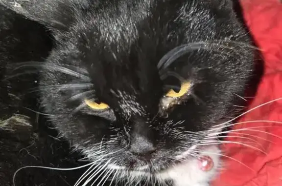 Найдена кошка, Уфа, фото: Найдена кошка, улица Мусы Джалиля, 5, Уфа - чёрно-белая с розовым ошейником