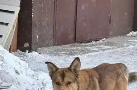 Найдена собака, Хабаровск, фото: Найдена собака, Вяземская улица, 14, Хабаровск - явно домашняя