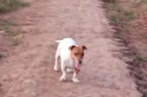 Пропал собака, Тонгузино, Зайинск - бело-рыжий окрас - photo