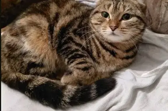 Объявления о пропавших и найденных животных, Курган, фото: Найдена кошка, улица Бажова, Курган - бывшедомашняя, знает лоток