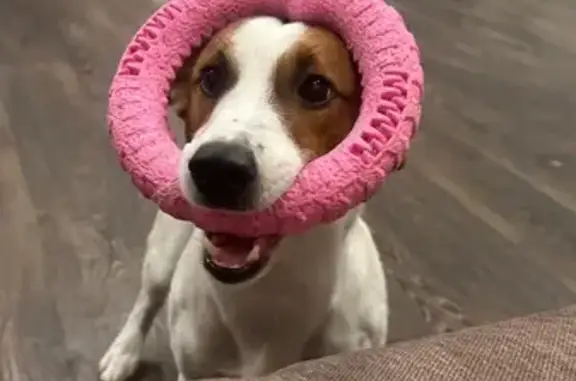 Пропала собака, Кемерово - белый с коричневыми пятнами - photo