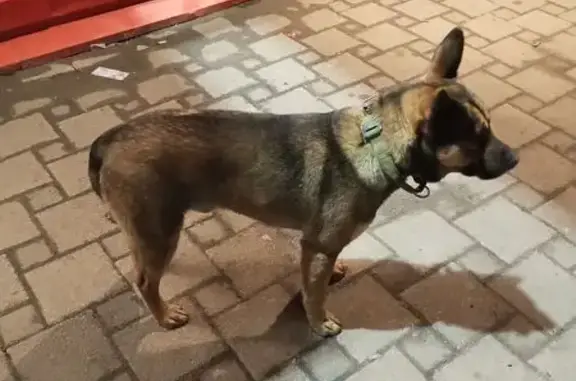 Найдена собака, Краснодар, фото: Найден собака, Конгрессная улица, Краснодар - песочного окраса с ошейником цвета хаки