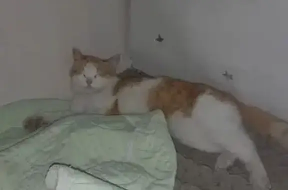 Пропала кошка, Юбилейная улица, 8А, Кемерово - бело-рыжая с золотистыми глазами - photo