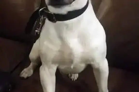 Пропал собака, улица Перерва, 8 к1, Москва - белый с рыжими пятнами - photo