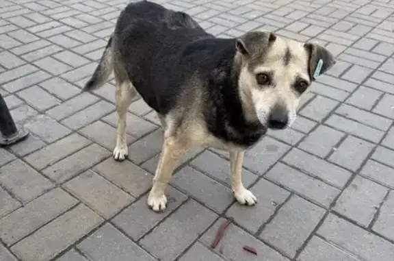 Пропала собака, улица Ленина, 170Б, Батайск - photo