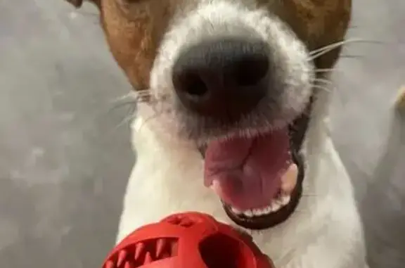 Пропала собака, мужской, улица Циолковского, 3/2, городской округ Липецк - photo