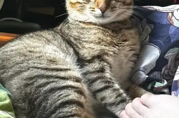 Кошки потеряшки, Нижний Новгород, фото: Потеряшка кот, Горная улица, 20, Нижний Новгород - трёхцветный, с серым ошейником