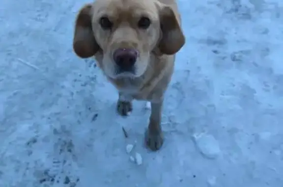 Найденные животные Новосибирск, фото: Найдена собака, Оловозаводская улица, 20 к2, Новосибирск - бегает по территории ум-2