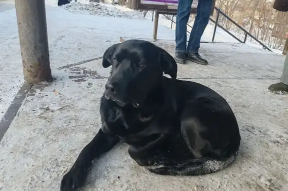 Чёрный лабрадор, активная и дружелюбная, вроде девочка
