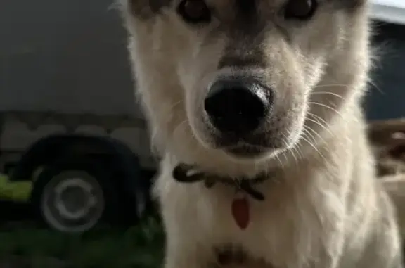 Пропала собака, Зелёная улица, 19А, Маркова - хаски с зелёным ошейником - photo