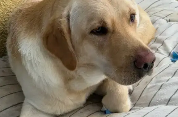 Найдена собака, Никольское, фото: Найден собака, мужской, Николское, Московская область - напуган и не идет на контакт