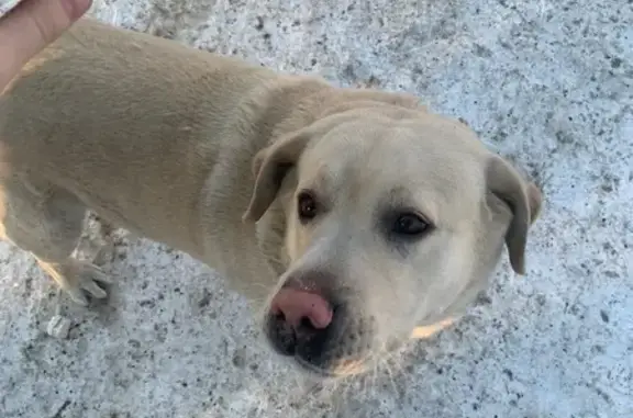 Найденные животные Абакан, фото: Найдена собака, Аскизская улица, 220А, Абакан - в ошейнике