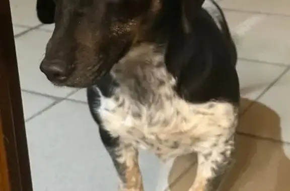 Найдена собака, Семилуки, фото: Найдена собака, Транспортная улица, 14/9, Семилуки - черно-белая с пятнами