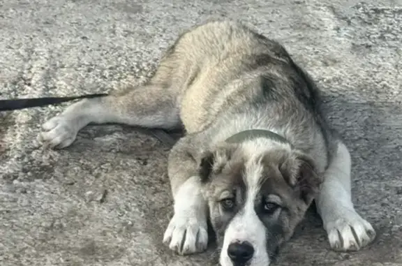 Пропал собака, Привокзальная улица, Шахты - photo