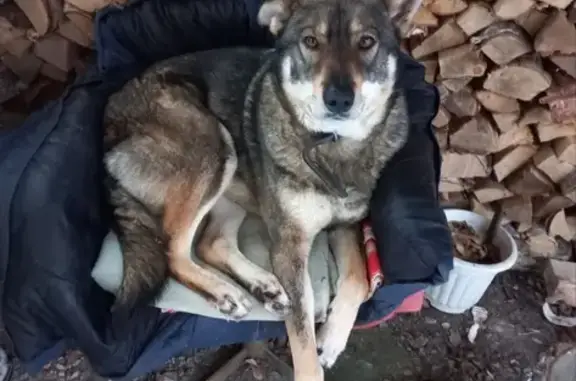 Пропал собака, Крутицы, Калужская область - левое ухо всегда стоит - photo