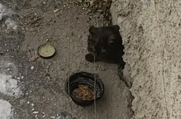 Найдена кошка, Абакан, фото: Найдена кошка дымчатого окраса, Аскизская улица, 220А, Абакан