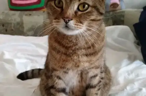 Найдена кошка, Медведево, фото: Найден кот, Советская улица, 20, Медведево - коричневый в крапинку