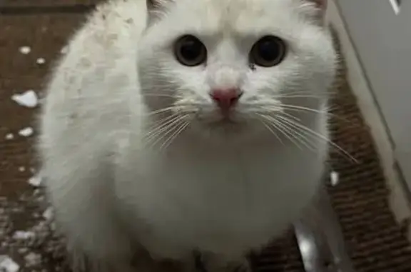 Найдена кошка, Туймазы, фото: Найдена кошка, улица Мичурина, Туймазы - белая, около 5 месяцев