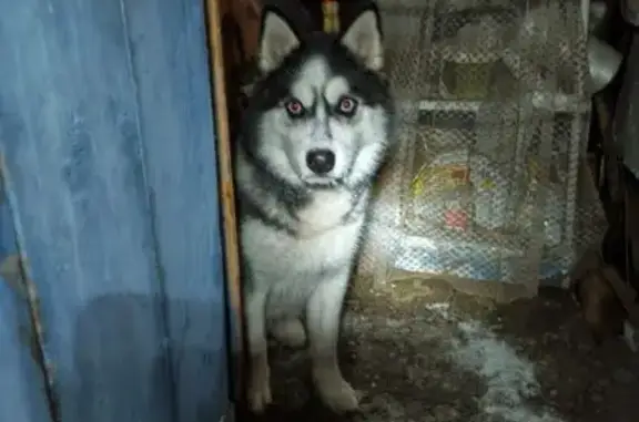 Найденные животные Зарайск, фото: Найден собака, Зарайск, Московская область - молодой кобель