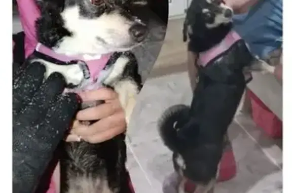 Найдена собака, Азнакаево, фото: Найдена собака, улица Булгар, Азнакаево - черно-белый окрас, с розовым поводком