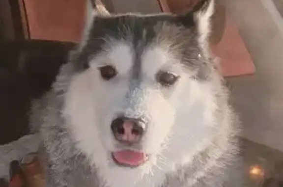 Собаки потеряшки, Мирненское, фото: Потеряшка собака, Мирненское сельское поселение, Томская область - откликается на кличку Жук