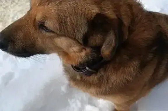 Найдена собака, Ставрополь, фото: Найдена собака, улица Тухачевского, 15, Ставрополь - спокойная и грустит