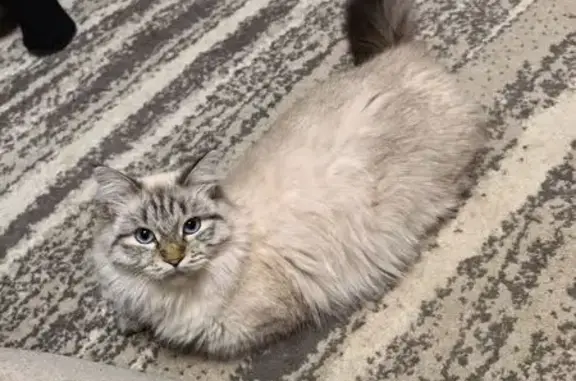 Кошки потеряшки, Йошкар-Ола, фото: Потеряшка кот, улица Олега Кошевого, 30/49, Йошкар-Ола - пушистый трусишка с жёлтым ошейником