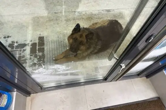 Найдена собака, Руэм, фото: Найдена собака с ошейником, Ипподромная улица, Руэм