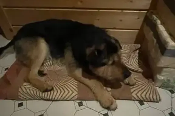 Найдена собака, Юкковское, фото: Найден собака, Юкковское сельское поселение, Ленинградская область - метис овчарки с красным ошейником