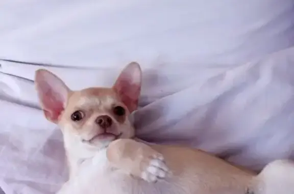 Пропал собака, Ясная улица, Екатеринбург - бежевый окрас и клеймо - photo