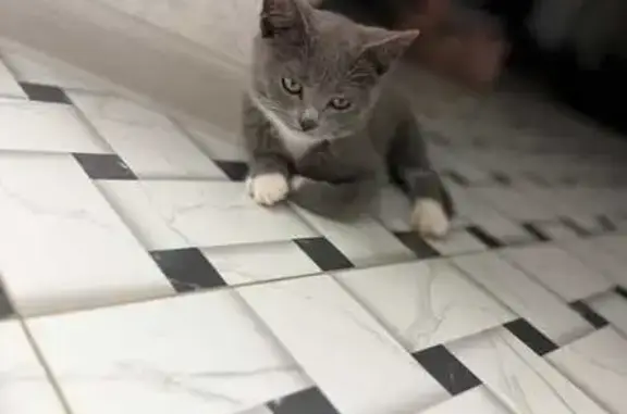 Пропал кот, Черноморская улица, 29, Лабинск - серый с белыми лапками - photo