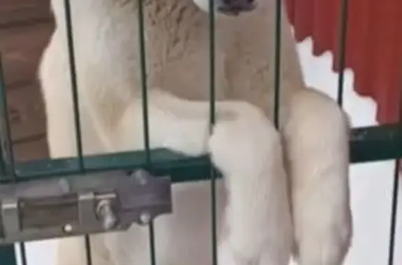 Пропал собака, Кузбасская улица, 19А, Нижний Новгород - смесь Хаски, белый окрас, голубые глаза - photo