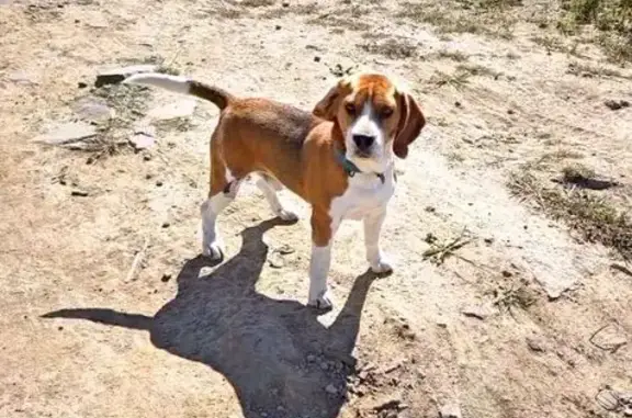 Пропал собака, Приморский край, Многоудобное - трёхцветный кобель с чёрным ошейником - photo